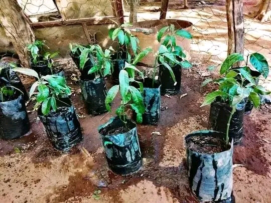 Tree planting